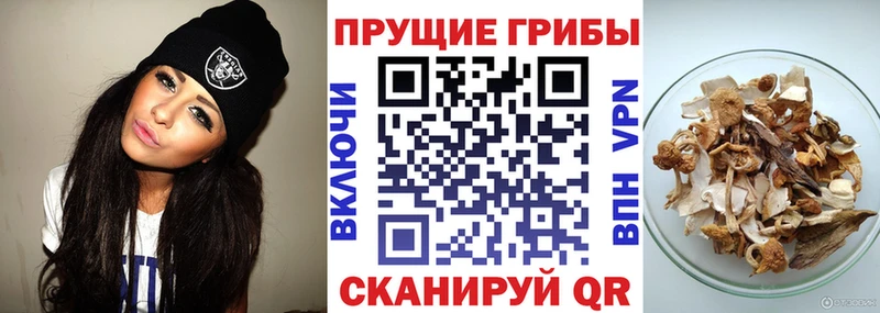 Псилоцибиновые грибы Psilocybe Кропоткин
